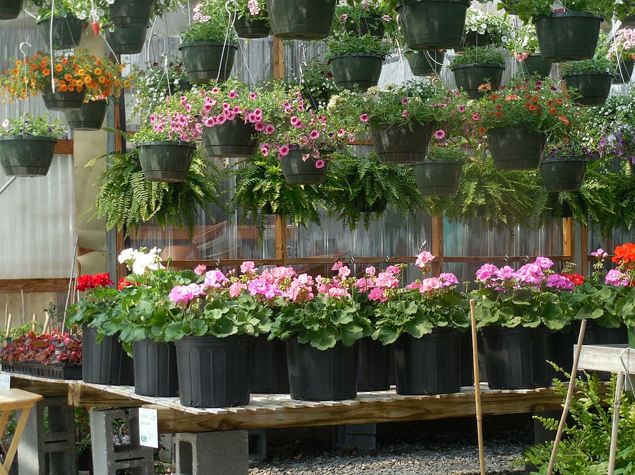 assorted-color flower lot in pot, flowers, greenhouse, garden
