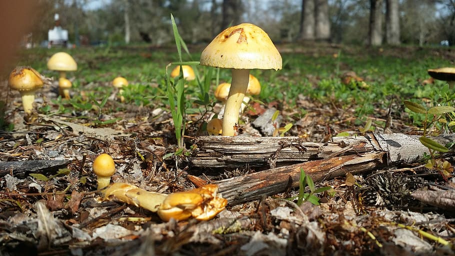 micro, small, mushroom, plant, fungus, vegetable, food, growth HD wallpaper