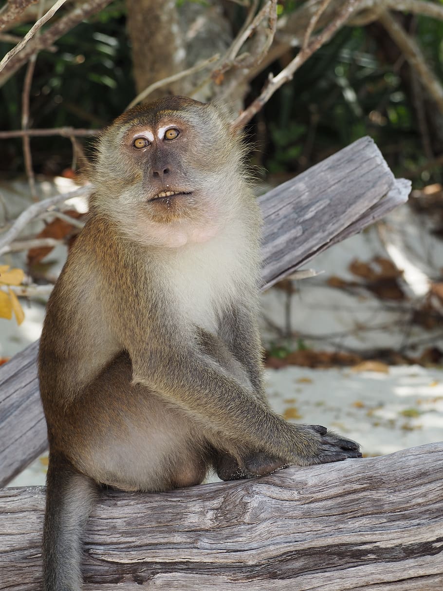 monkey, animal, thailand, animals in the wild, one animal, animal wildlife HD wallpaper