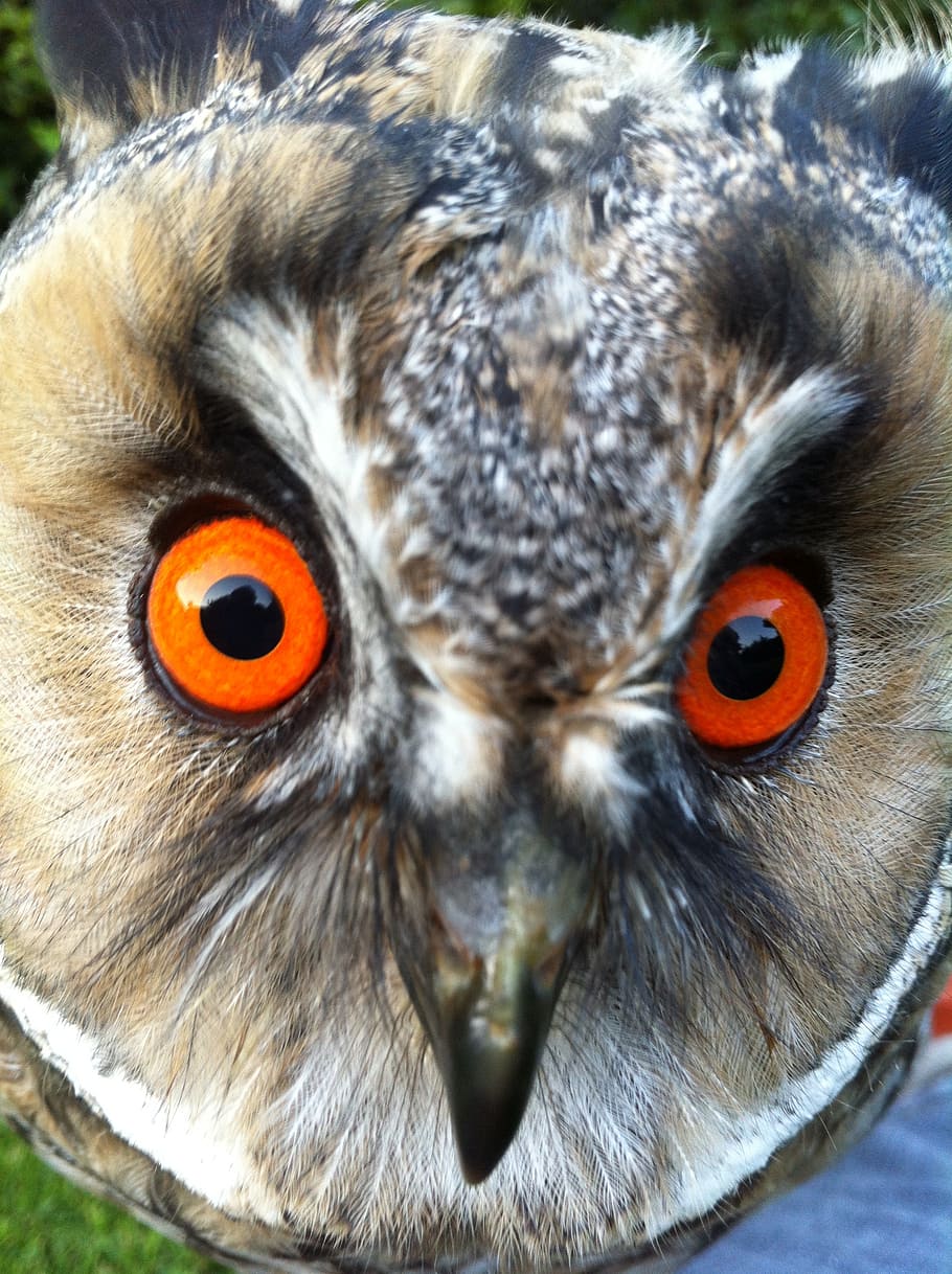 long eared owl, wild bird, animal themes, one animal, animals in the wild HD wallpaper