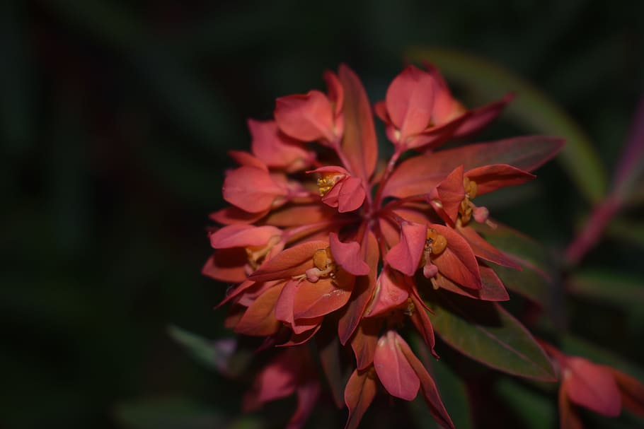 red flower, dark background, crimson, bloom, beauty in nature HD wallpaper