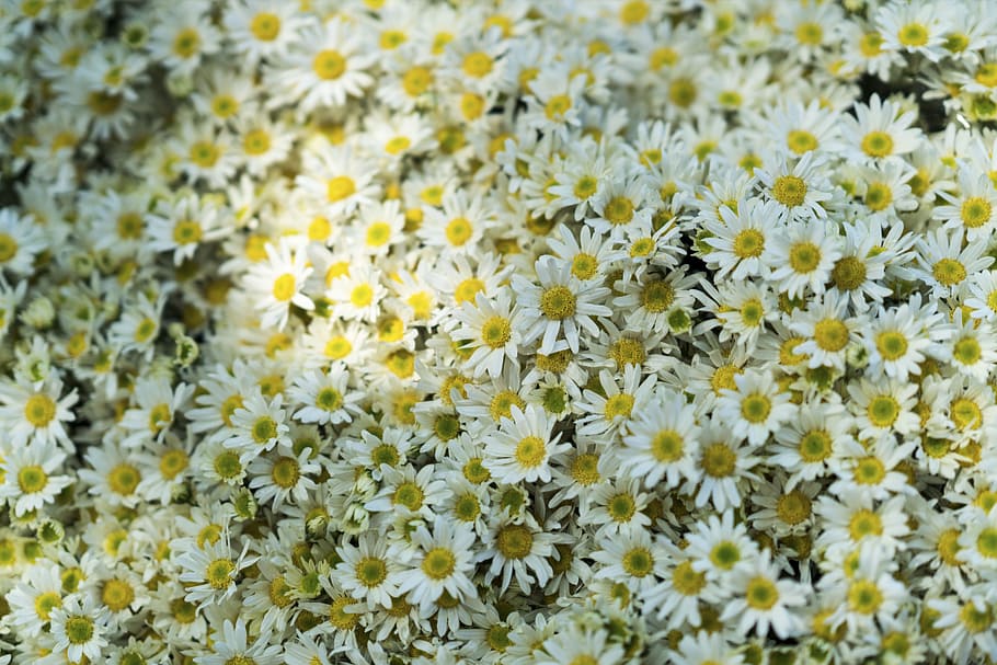 flower, white, petal, bloom, garden, plant, nature, autumn HD wallpaper