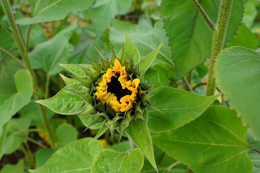sun flower, field, green, spring, fragrance, aroma, perfume HD wallpaper