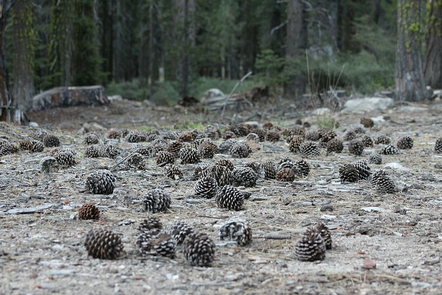 pine cones, ground, forest, woods, nature, trees, environment HD wallpaper