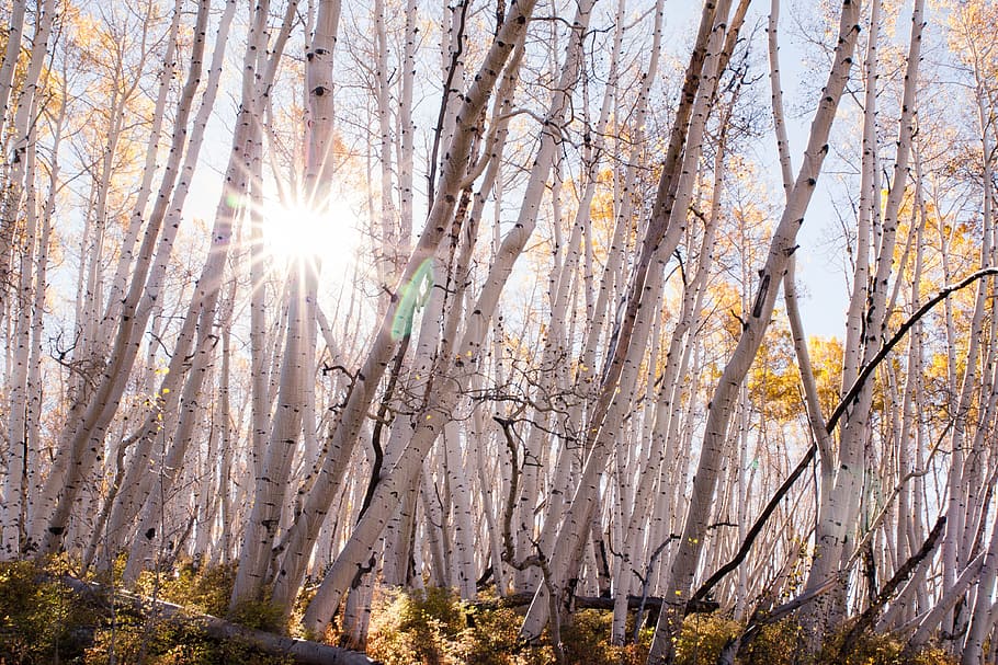 fall, trees, aspen, autumn, nature, yellow, forest, sunlight HD wallpaper
