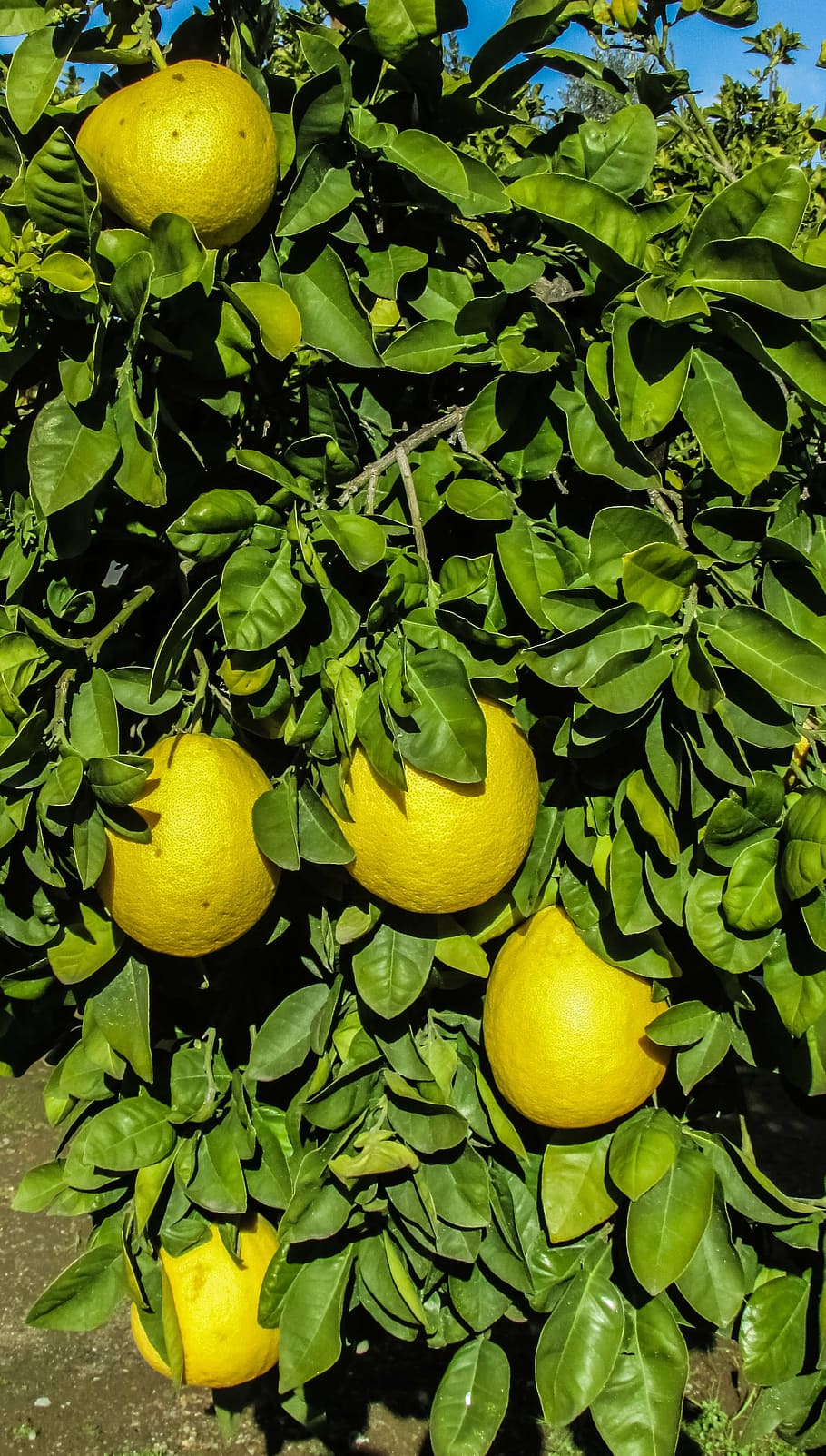 cyprus, mosfiloti, grapefruit, yard, citrus Fruit, food, nature HD wallpaper
