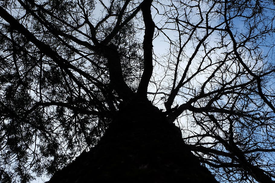 tree, branches, upshot, nature, tree branch, tree branches HD wallpaper