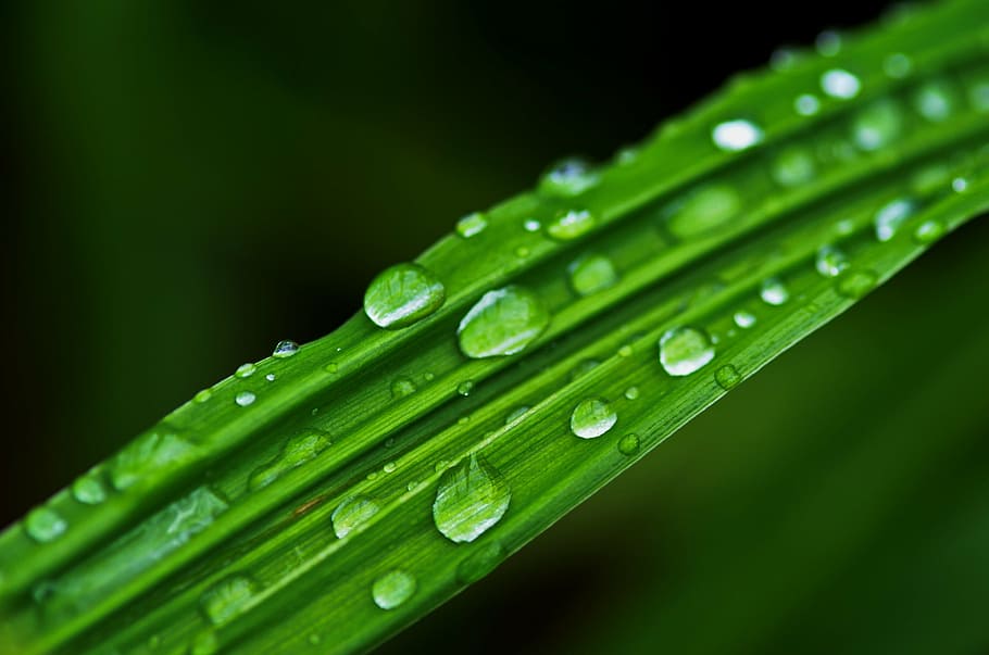 rain, drops, water, wet, nature, liquid, rain drops, pattern HD wallpaper