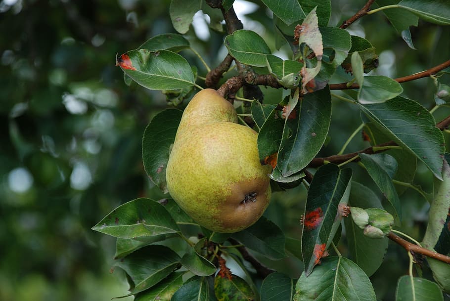 pear, tree, fruit, fruits, nature, healthy, vitamins, food HD wallpaper