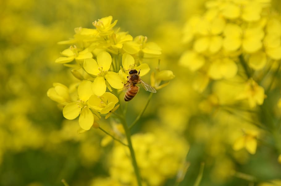 nature, rape, plant, insect, flowering plant, one animal, animal themes HD wallpaper