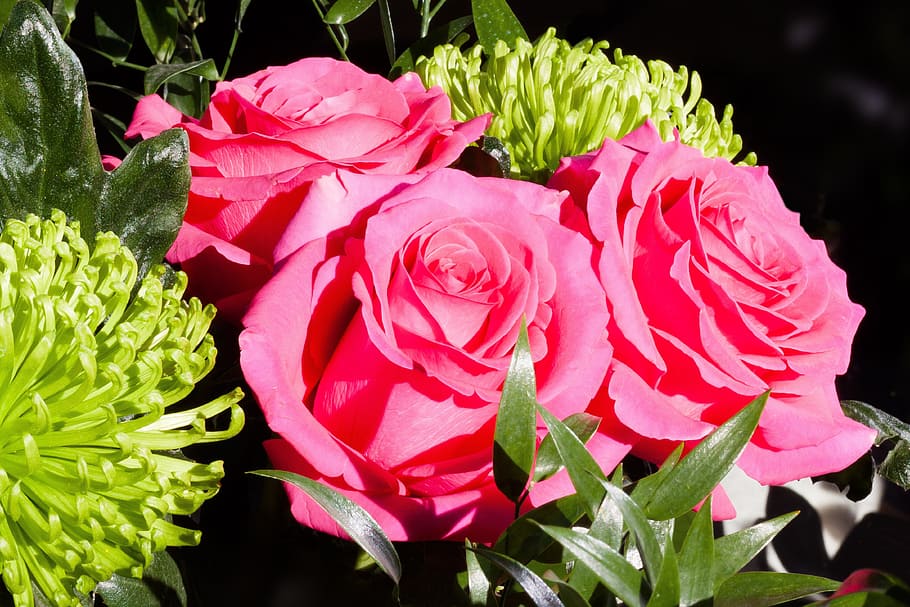 roses, composites, flowers, spring, nature, plant, chrysanthemum HD wallpaper