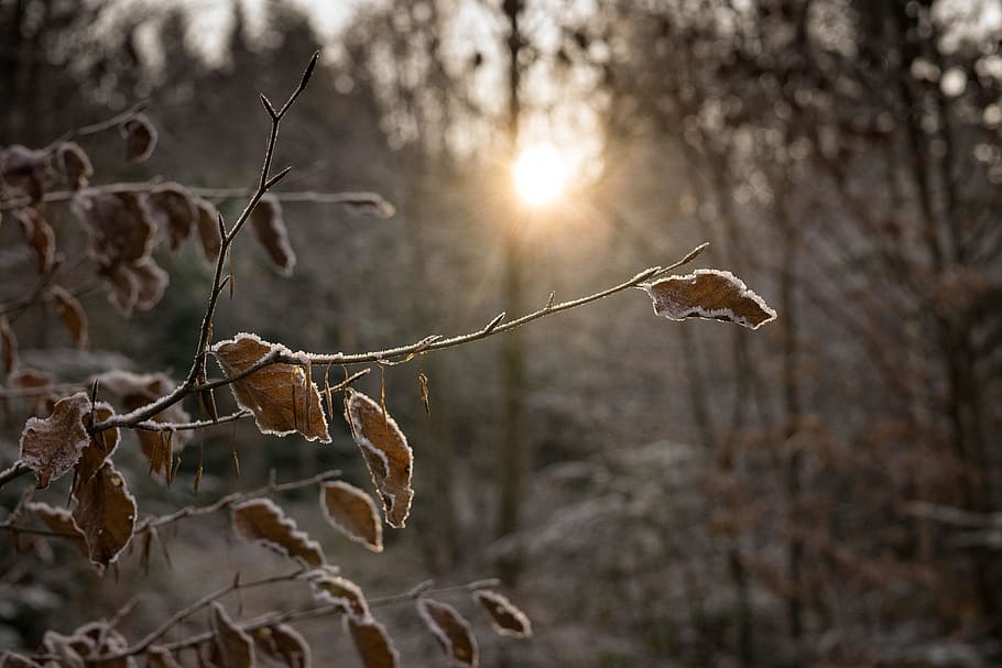 cold, snow, dawn, landscape, branches, environment, frost, frosty HD wallpaper