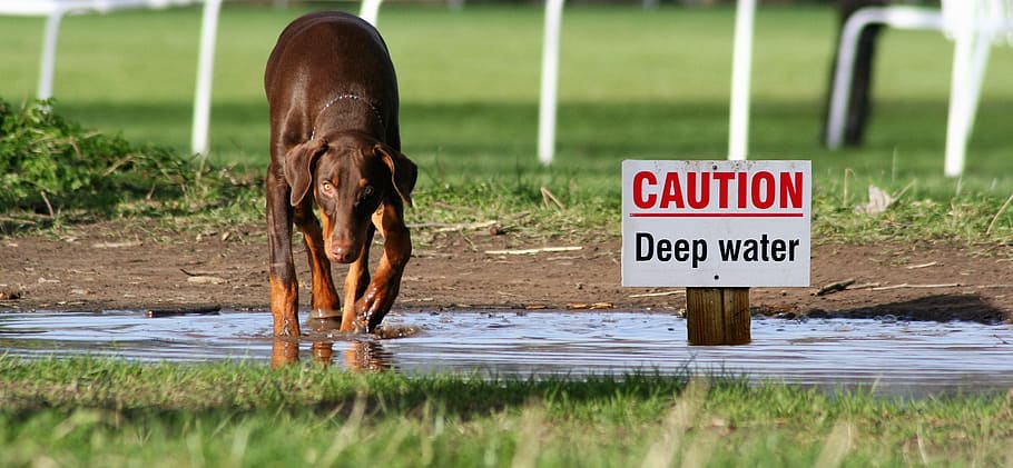 dog, water, sign, caution, animal themes, mammal, one animal HD wallpaper