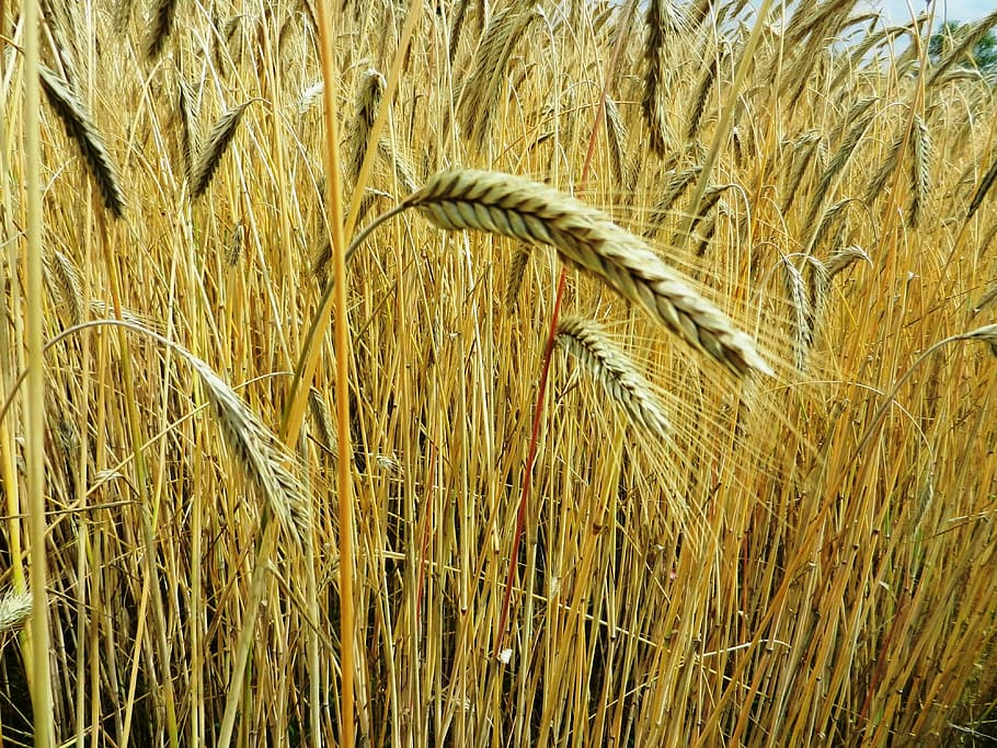 Corn, Ears, Hay, Flour, Grain, Wheat, rye, bread, role, farmer HD wallpaper