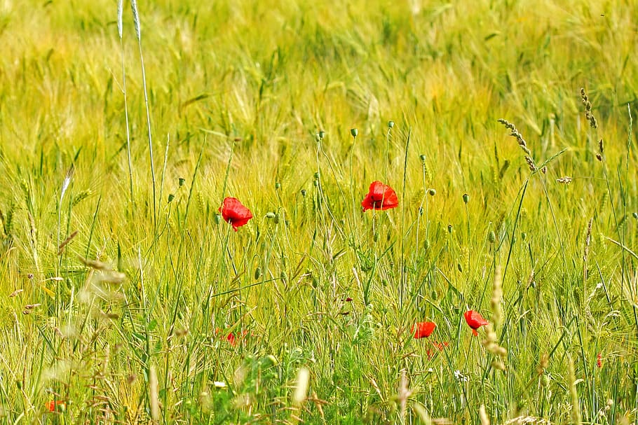 spring, field, flowers, grass, poppies, red, green, nature HD wallpaper
