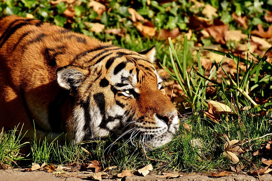 tiger on green grass during daytime, predator, fur, beautiful HD wallpaper