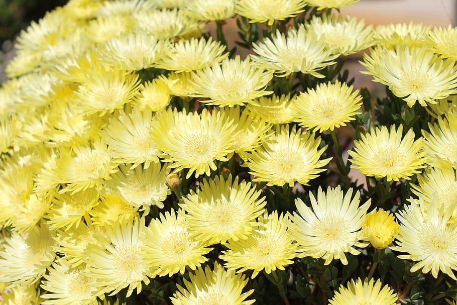 flora, garden, flower, freshness, flowering plant, vulnerability HD wallpaper