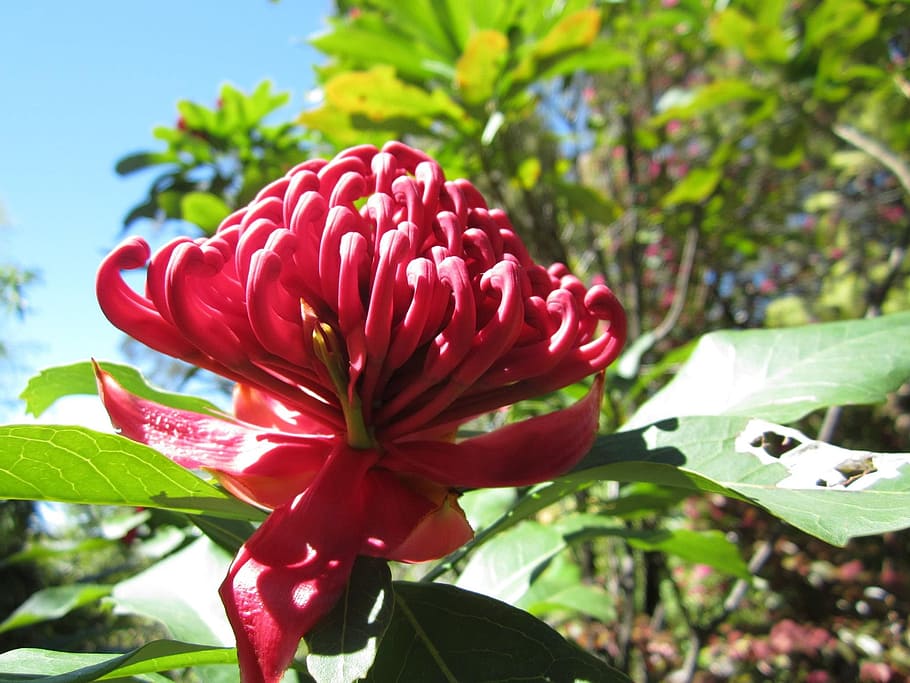 Waratah, Telopea, Proteaceae, Flower, australian, red, native HD wallpaper