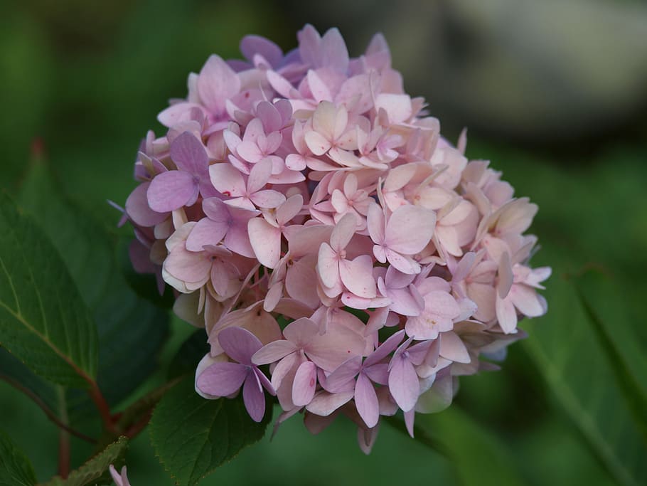 hydrangea, flower, hydrangea plants, hydrangea flower, inflorescence HD wallpaper