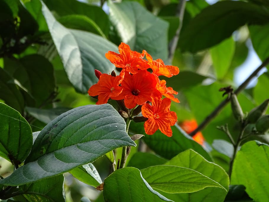 flowers, nature, beautiful, spring, floral, summer, natural HD wallpaper