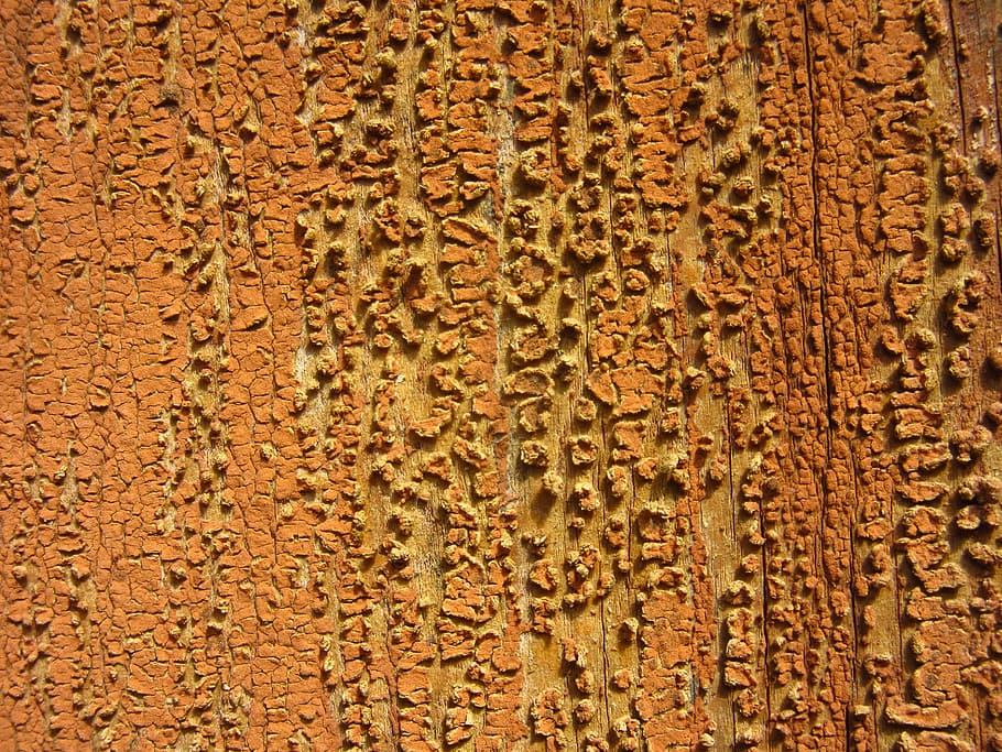 old paint, flake, weathered, wood, old wood, wooden door, brown HD wallpaper