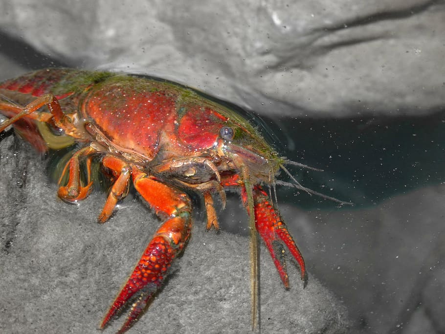 american crab, crayfish, rocks, tweezers, river, invasive species, HD wallpaper