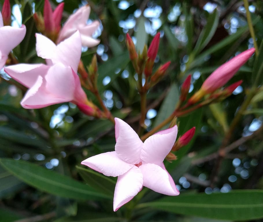 pink, star, flower, plant, flowering plant, petal, pink color HD wallpaper