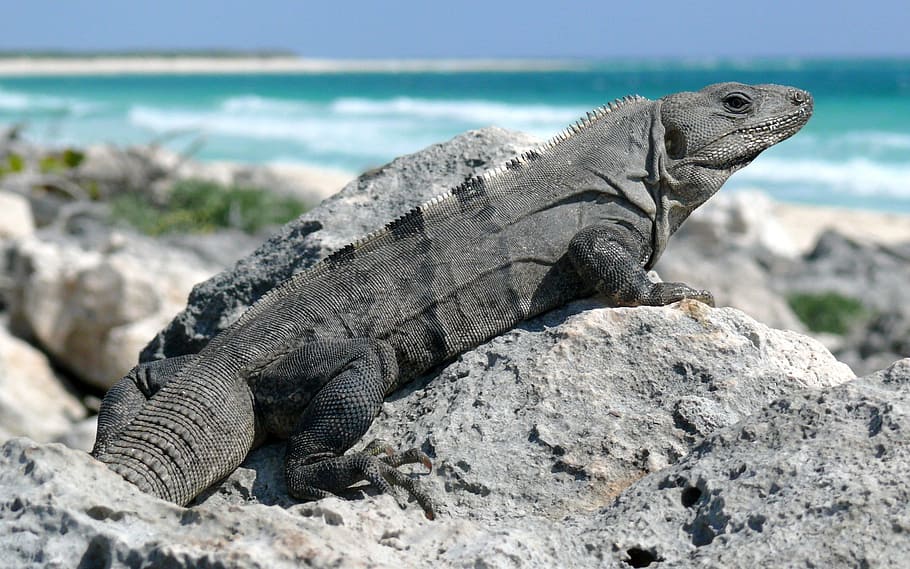 iguana, black, spiny, tailed, reptile, beach, lizard, wild HD wallpaper