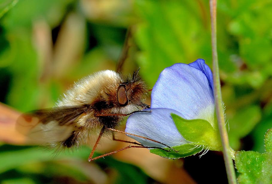 Nature, Insect, Bee, Macro, flower, close-up, plant, pollination HD wallpaper