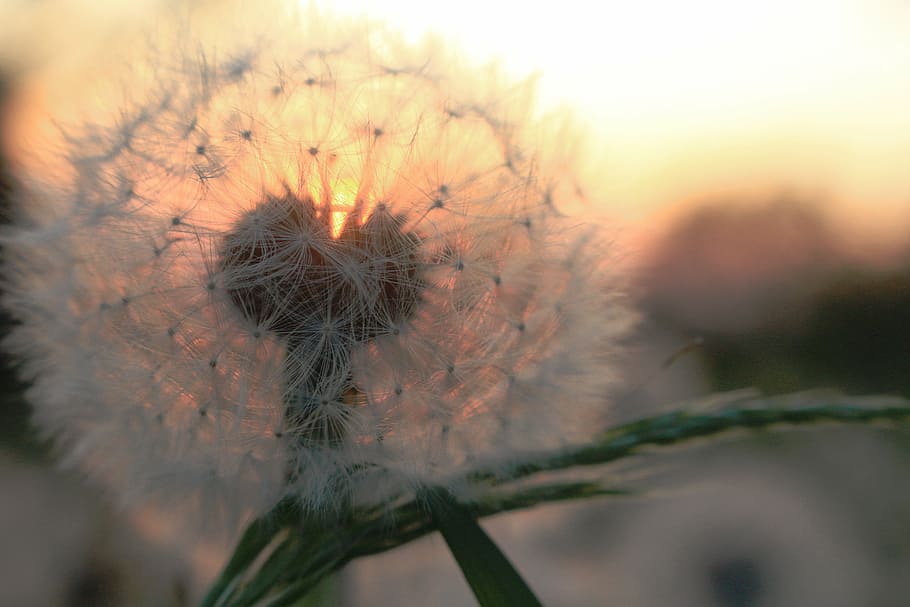 white dandelion in focus photography, sunset, summer, nature HD wallpaper