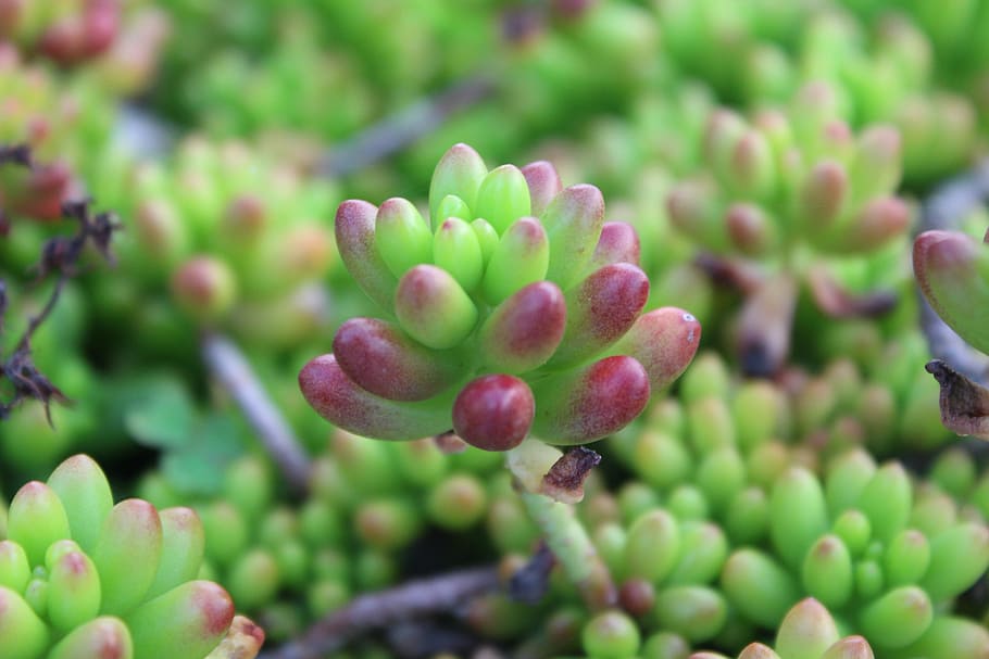 sprout, macro plant, small, nature, green, leaf, spring, growth HD wallpaper