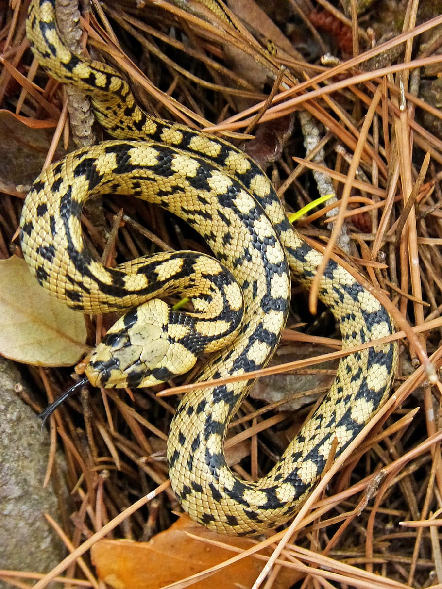 snake, yellow, forest, animal themes, animal wildlife, reptile HD wallpaper