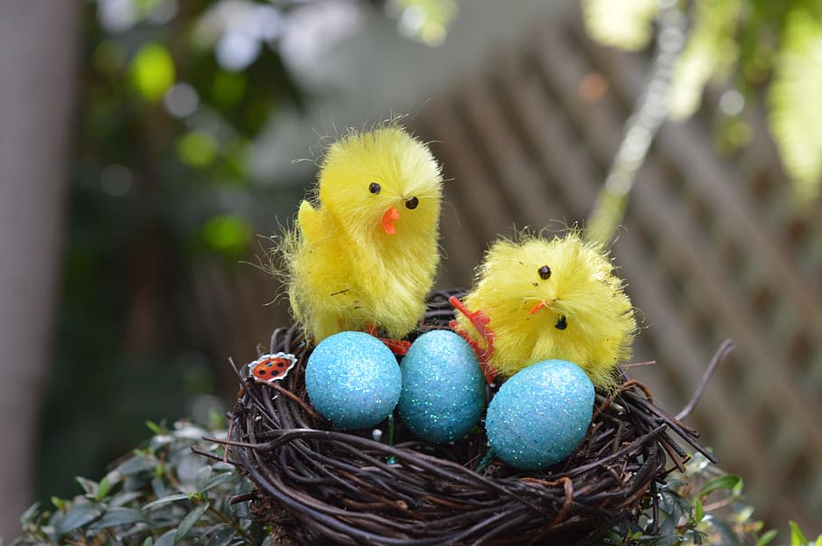chicks, birds, eggs, nest, easter, bird nest, animals, cute HD wallpaper