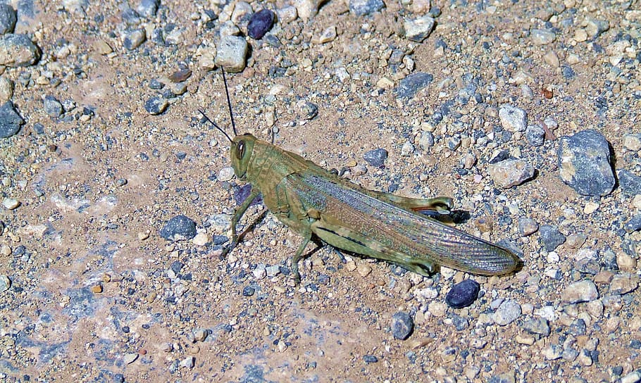 locust, insect, pest, eat, bug, tropical, nature, wildlife HD wallpaper