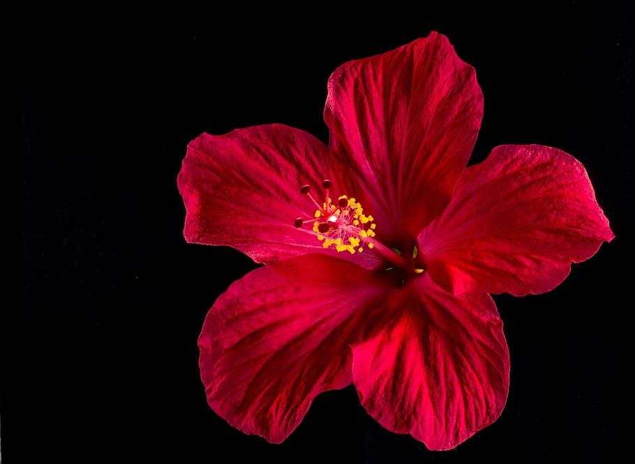 red hibiscus flower in close-up photography, blossom, bloom, marshmallow