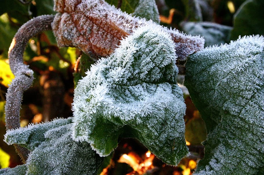 Snow, Leaves, Cold, Frost, eiskristalle, hardest, crystal formation HD wallpaper