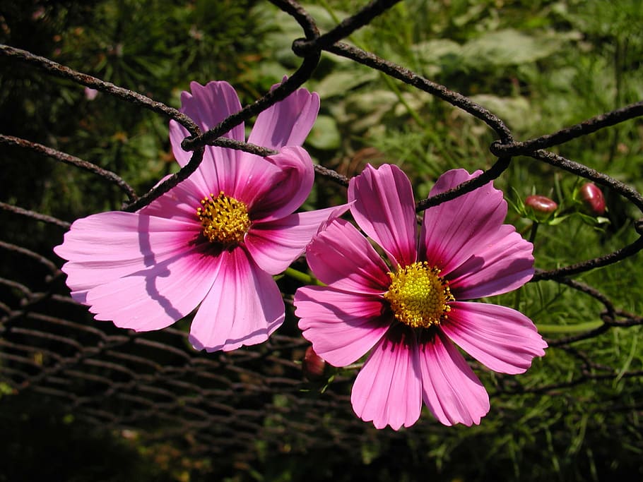 flower, macro, garden, flowering plant, freshness, fragility HD wallpaper
