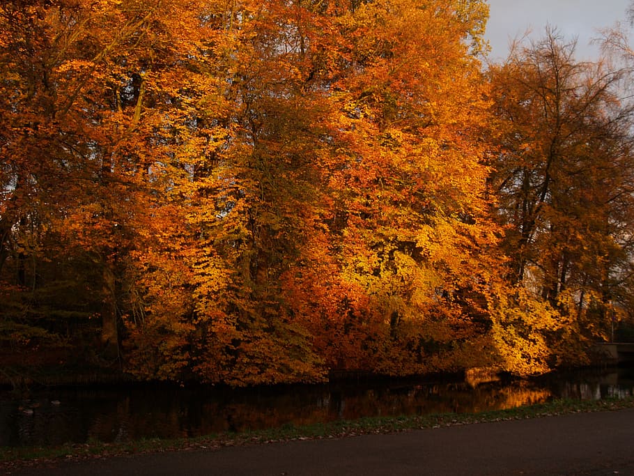 nature, autumn, forest, leaf, yellow, tree, orange Color, gold Colored HD wallpaper