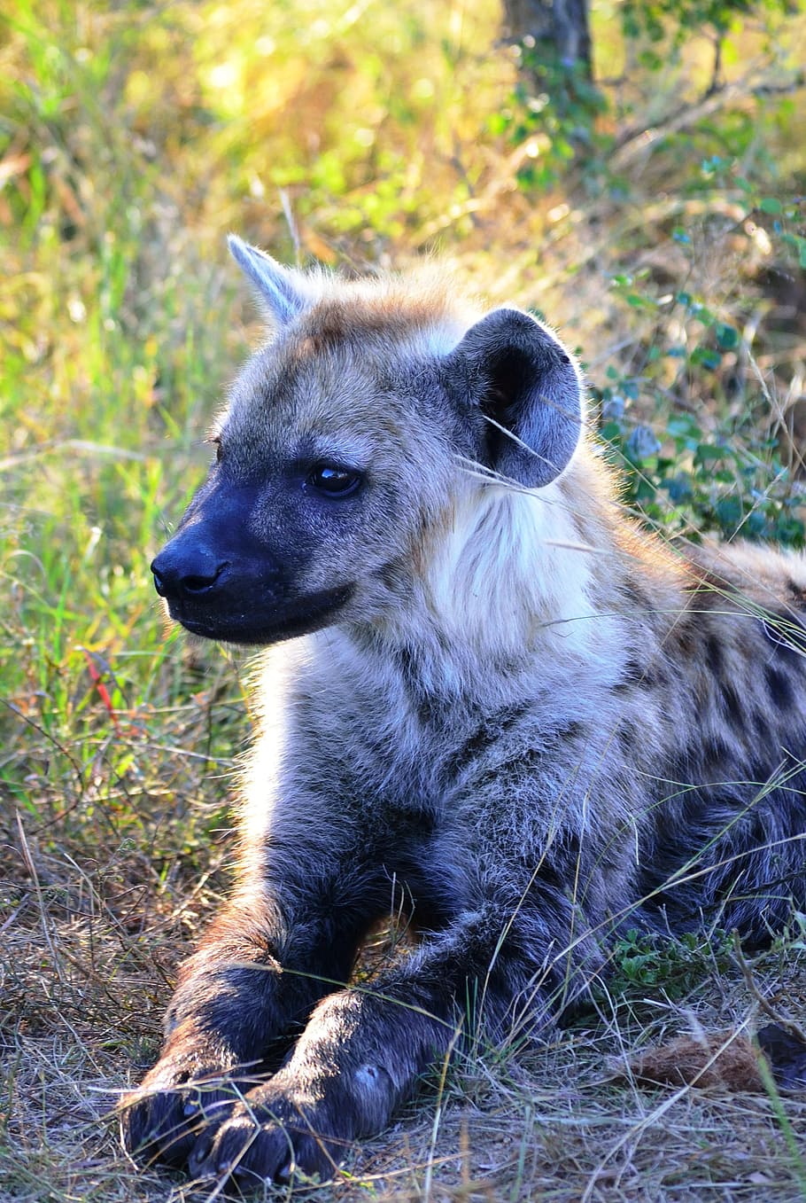 Free Photos | spotted hyena