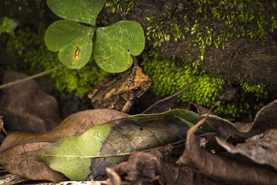 frog, rainforest, tree frog, leaf, plant part, nature, growth HD wallpaper