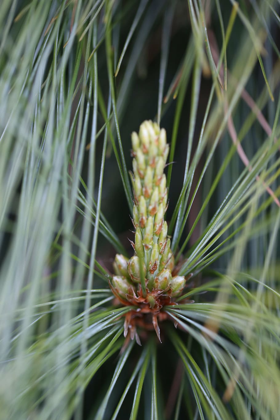 pine, green, needles, macro, plant, forest, pine needles, nature HD wallpaper