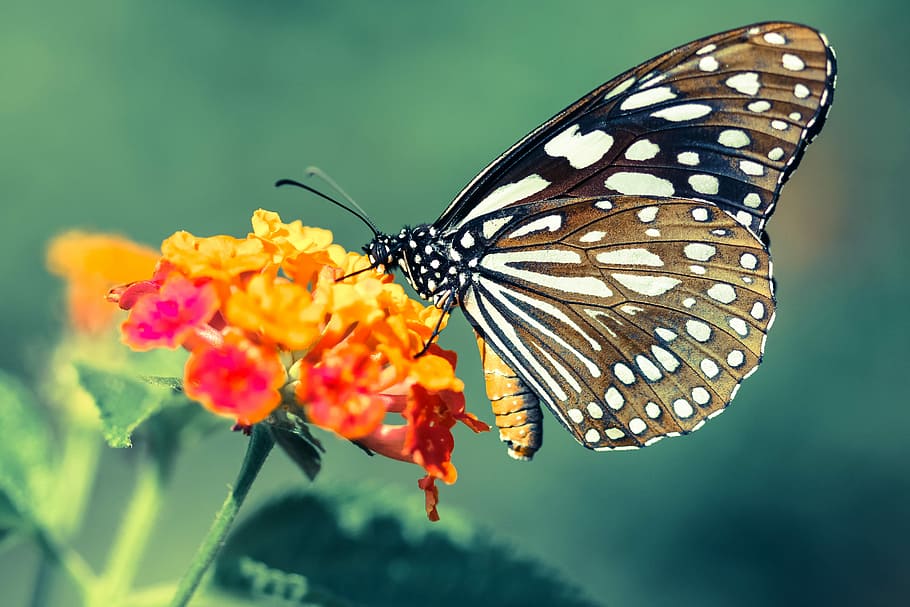 close up photo of brown and white butterfly perched on orange flower, black and brown butterfly on yellow and pink petaled flower HD wallpaper
