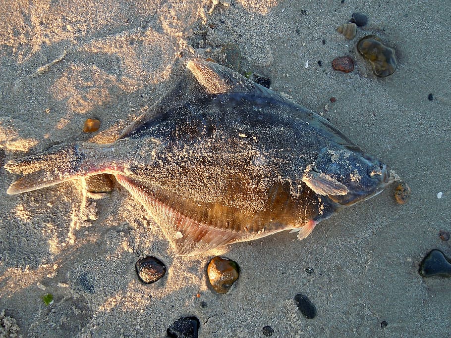 plaice, fish, beach, stranded, dead, land, sand, water, animal wildlife HD wallpaper