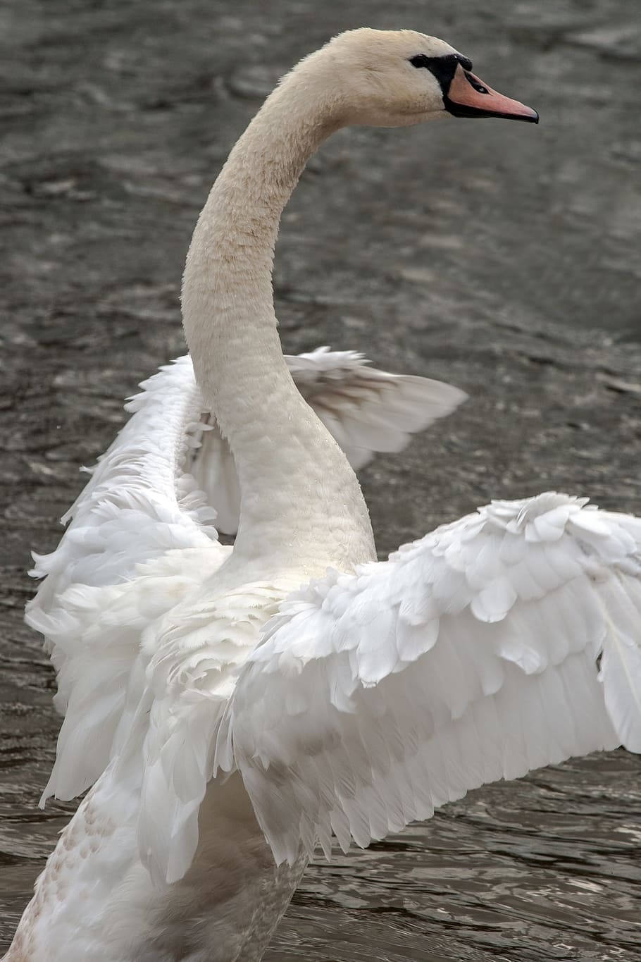Swan, Animals, wing, wing beat, bird, nature, lake, white, feather HD wallpaper