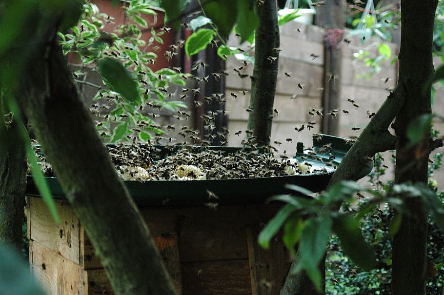 bees, insect, bee in the approach, close up, feeding, plant HD wallpaper