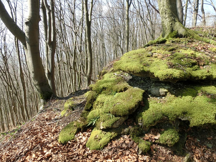Forest, Mountains, Moss, Schaumburg, weser uplands, landscape HD wallpaper