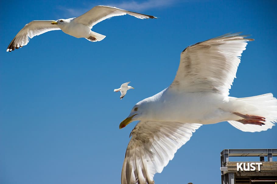 seagull, coast, bird, flying, animal themes, animals in the wild HD wallpaper