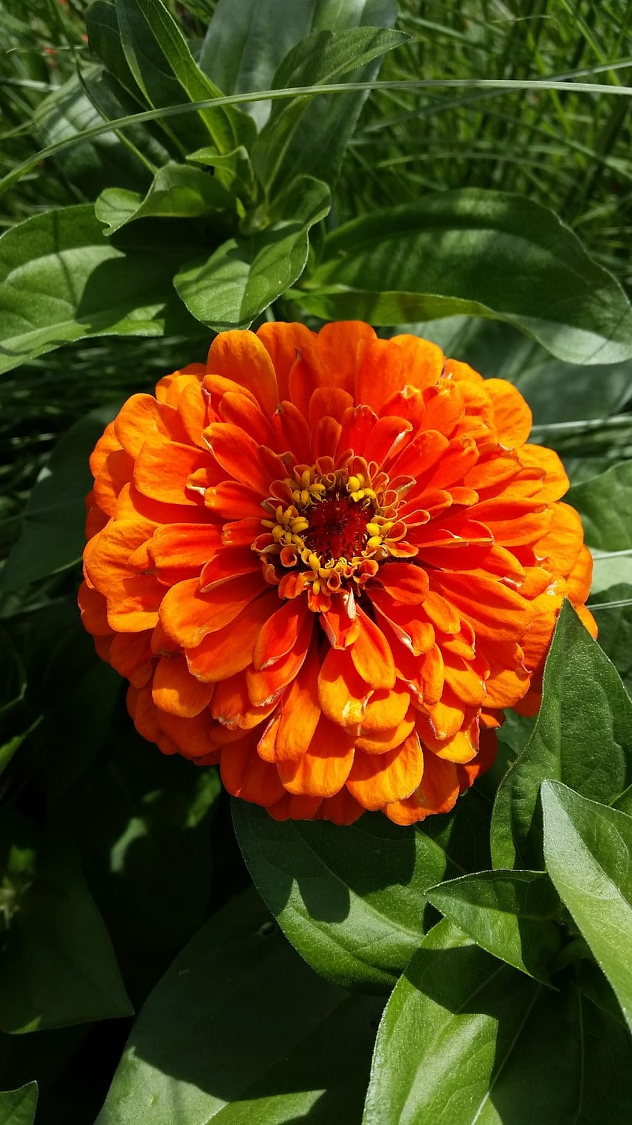 flower, garden, red, summer, blossom, bloom, orange, bright HD wallpaper