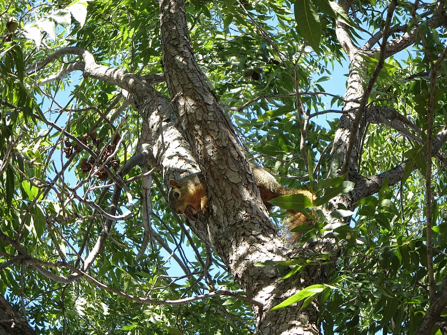 squirrel, tree, pecan, animal, mammal, wild, outdoor, rodent HD wallpaper