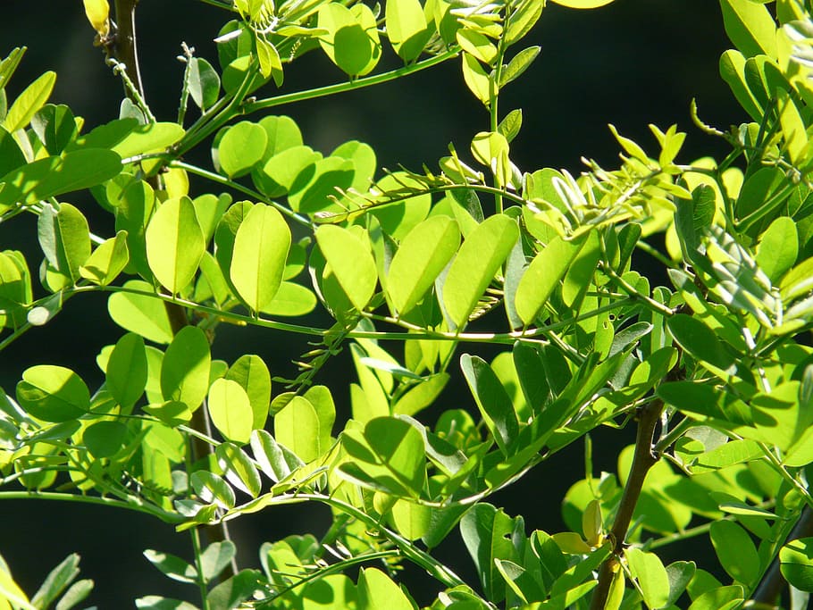 Branch, Leaves, Common, Maple, common maple, green, back light, HD wallpaper